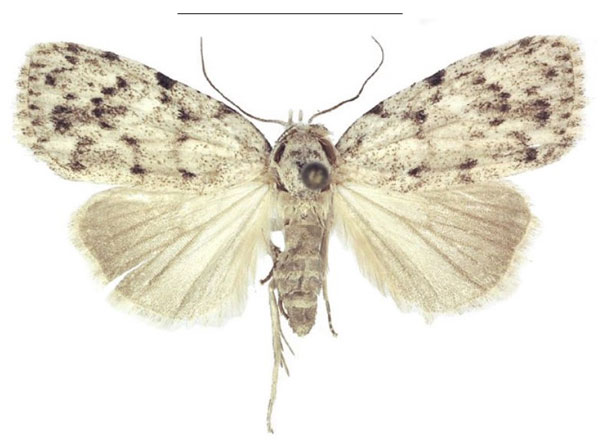 /filer/webapps/moths/media/images/C/carcassoni_Ezishnola_AF_ANHRT.jpg