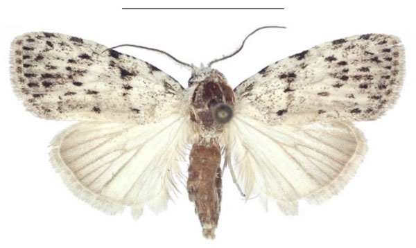 /filer/webapps/moths/media/images/C/carcassoni_Ezishnola_AM_ANHRT_01.jpg