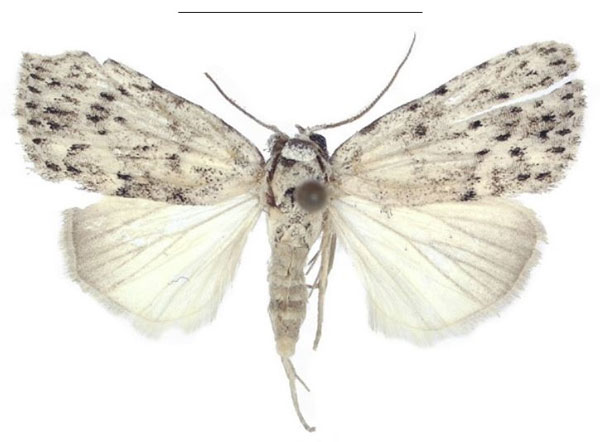 /filer/webapps/moths/media/images/C/carcassoni_Ezishnola_AM_ANHRT_02.jpg