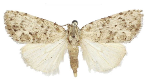 /filer/webapps/moths/media/images/C/carcassoni_Ezishnola_PTM_NHMUK.jpg