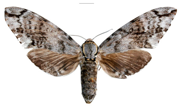 /filer/webapps/moths/media/images/C/carcassoni_Macropoliana_AT_EMEM.jpg