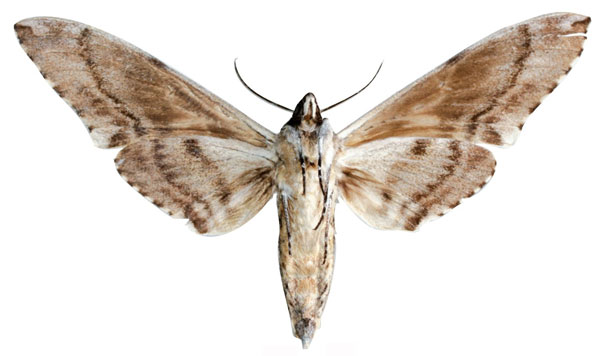 /filer/webapps/moths/media/images/C/carcassoni_Macropoliana_HT_EMEMb.jpg
