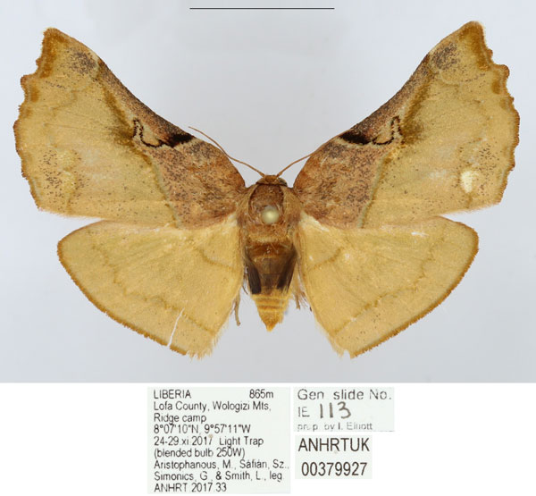 /filer/webapps/moths/media/images/C/carcassoni_Mittonia_AM_ANHRT.jpg