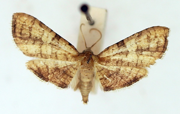 /filer/webapps/moths/media/images/C/carcealis_Hapana_AM_TMSA.jpg