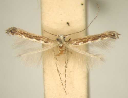 /filer/webapps/moths/media/images/C/cardamitis_Stomphastis_MT_TMSA5960.jpg