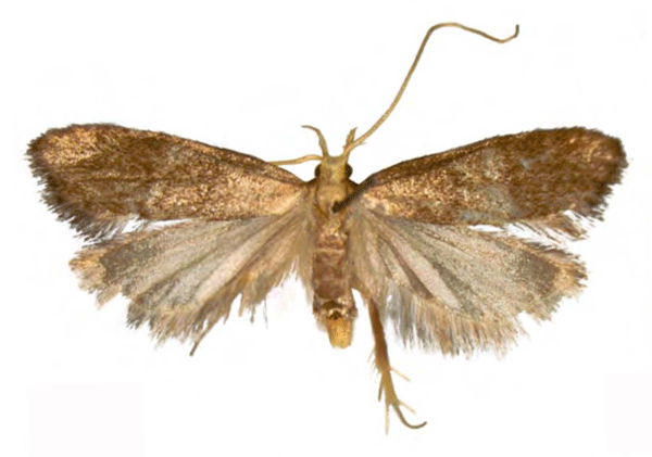 /filer/webapps/moths/media/images/C/cardialis_Eridachtha_PTM_NHMUK.jpg