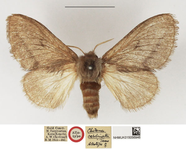 /filer/webapps/moths/media/images/C/cardinalli_Chilena_AT_NHMUK.jpg
