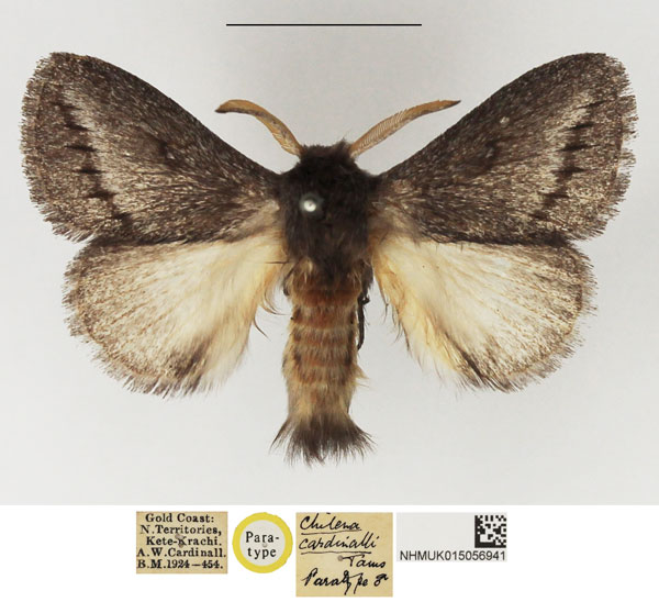 /filer/webapps/moths/media/images/C/cardinalli_Chilena_PTM_NHMUK_01.jpg