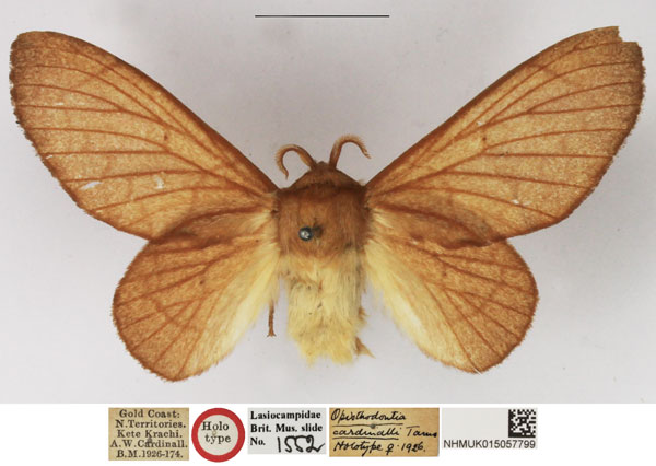 /filer/webapps/moths/media/images/C/cardinalli_Opisthodontia_HT_NHMUK.jpg
