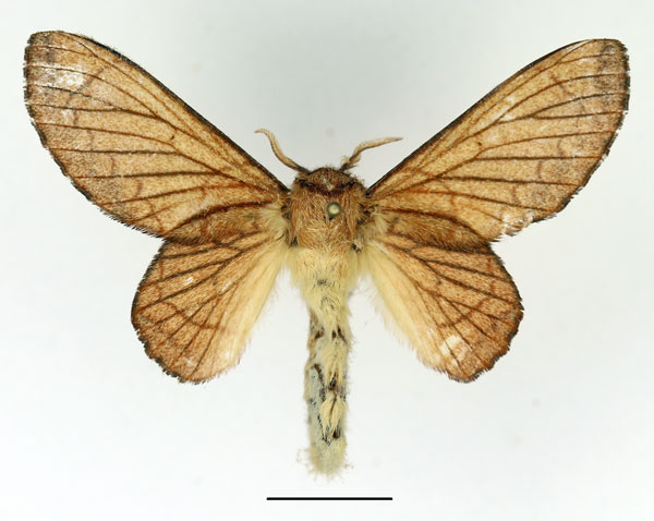 /filer/webapps/moths/media/images/C/cardinalli_Theophasida_AF_Basquin.jpg