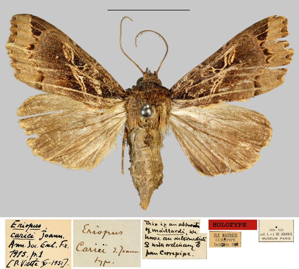 /filer/webapps/moths/media/images/C/cariei_Eriopus_HT_MNHN.jpg