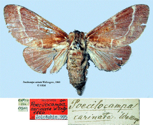 /filer/webapps/moths/media/images/C/carinata_Poecilocampa_HT_SNHMa.jpg