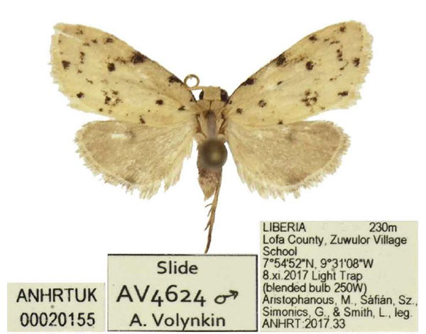 /filer/webapps/moths/media/images/C/carinata_Siccia_HT_ANHRT.jpg