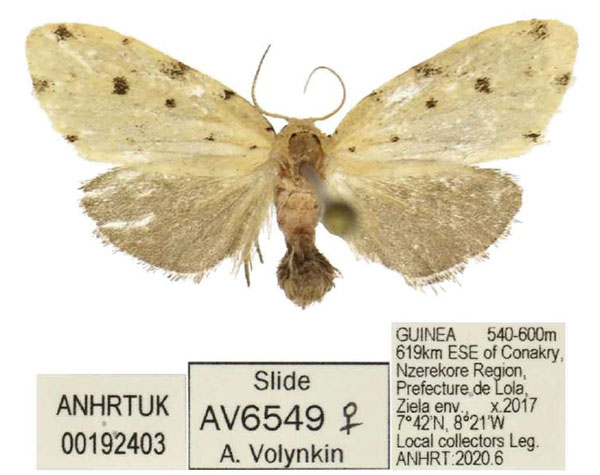 /filer/webapps/moths/media/images/C/carinata_Siccia_PTF_ANHRT.jpg