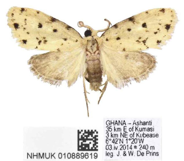 /filer/webapps/moths/media/images/C/carinata_Siccia_PTM_BMNH.jpg