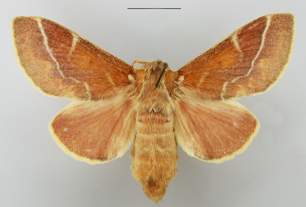 /filer/webapps/moths/media/images/C/carinata_Streblote_AF_TMSA.jpg
