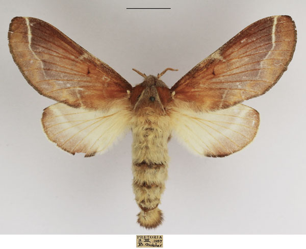 /filer/webapps/moths/media/images/C/carinata_Streblote_AF_TMSA_01.jpg