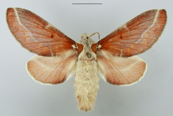 /filer/webapps/moths/media/images/C/carinata_Streblote_AF_TMSA_02.jpg
