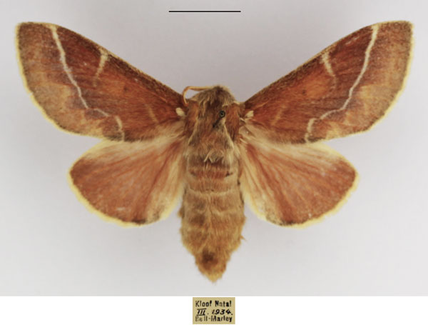 /filer/webapps/moths/media/images/C/carinata_Streblote_AF_TMSA_03.jpg