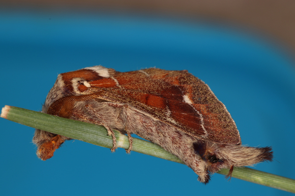 /filer/webapps/moths/media/images/C/carinata_Streblote_A_Roland_01.jpg