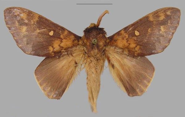 /filer/webapps/moths/media/images/C/carlottae_Hypotrabala_HT_RMCA.jpg