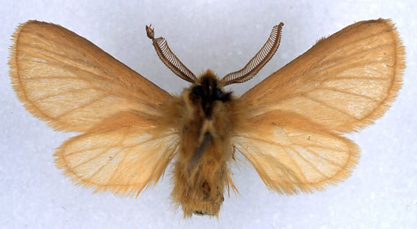 /filer/webapps/moths/media/images/C/carmel_Metarctia_HT_BMNH_02.jpg