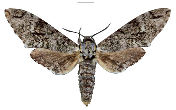 /filer/webapps/moths/media/images/C/carmen_Covelliana_HT_EMEM.jpg
