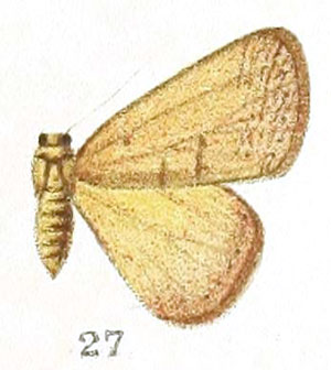 /filer/webapps/moths/media/images/C/carnea_Antarchaea_HT_Prout_1-27.jpg