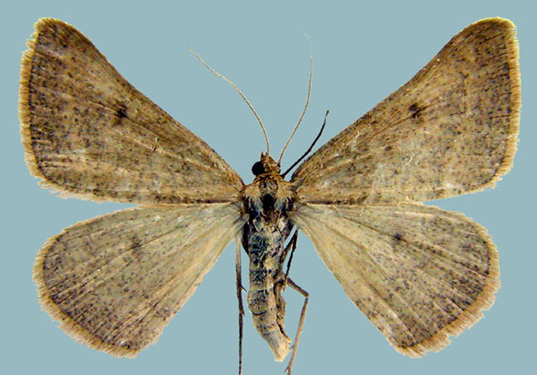 /filer/webapps/moths/media/images/C/carnea_Palaeaspilates_AF_ZSM.jpg