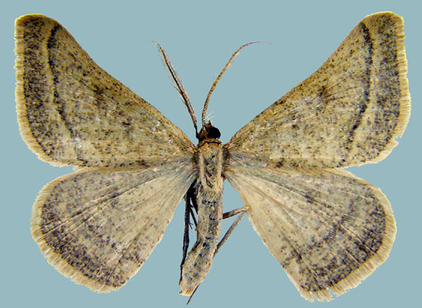 /filer/webapps/moths/media/images/C/carnea_Palaeaspilates_AM_ZSMa.jpg