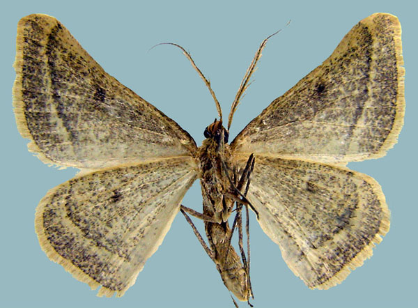 /filer/webapps/moths/media/images/C/carnea_Palaeaspilates_AM_ZSMb.jpg