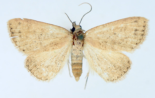 /filer/webapps/moths/media/images/C/carnea_Phytometra_AF_TMSA_02.jpg