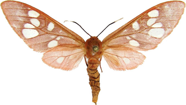 /filer/webapps/moths/media/images/C/carnea_Pseudothyretes_AM_MCJM.jpg