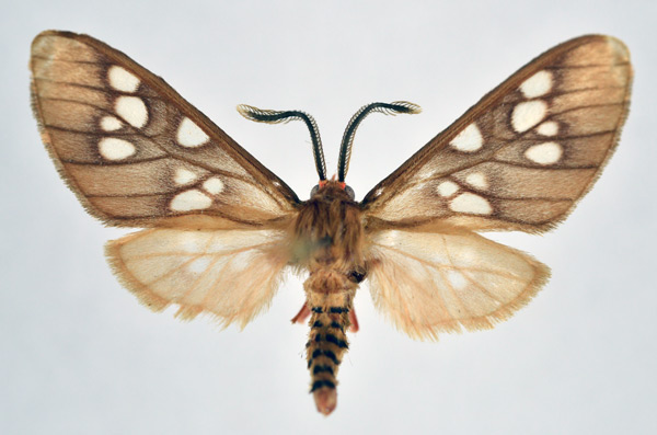 /filer/webapps/moths/media/images/C/carnea_Pseudothyretes_AM_NHMO.jpg