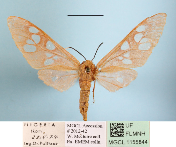 /filer/webapps/moths/media/images/C/carnea_Pseudothyretes_A_MGCLa_01.JPG