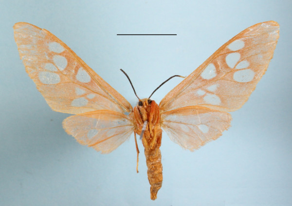 /filer/webapps/moths/media/images/C/carnea_Pseudothyretes_A_MGCLb_01.JPG