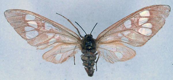 /filer/webapps/moths/media/images/C/carnea_Pseudothyretes_HT_BMNH_01.jpg
