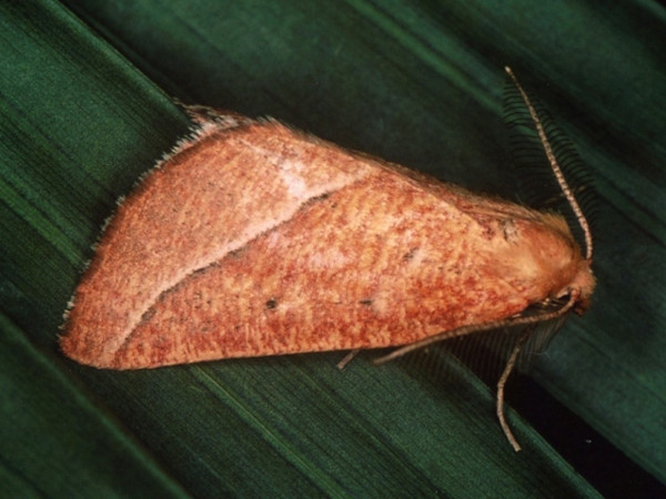 /filer/webapps/moths/media/images/C/carneata_Drepanogynis_A_Roland.jpg
