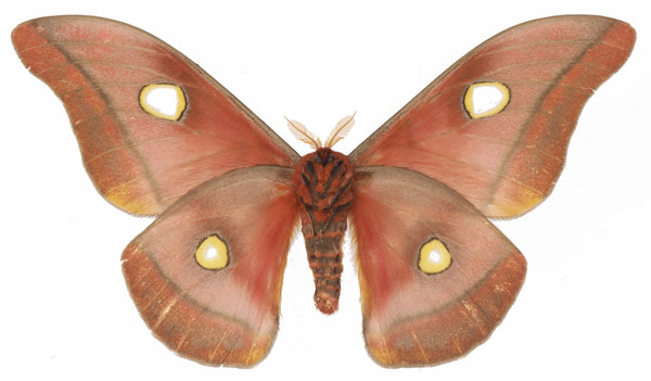 /filer/webapps/moths/media/images/C/carnegiei_Gonimbrasia_AM_Basquinb.jpg