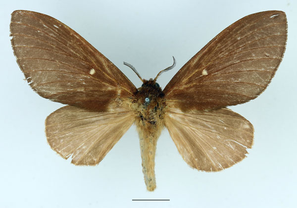/filer/webapps/moths/media/images/C/carnegiei_Pachymetana_AF_Basquin.jpg