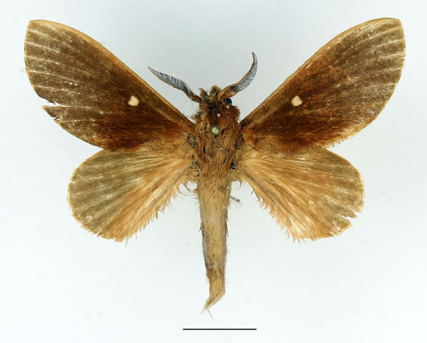 /filer/webapps/moths/media/images/C/carnegiei_Pachymetana_AM_Basquin_02.jpg