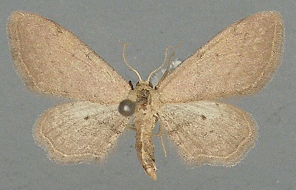 /filer/webapps/moths/media/images/C/carneilinea_Idaea_AF_TMSA.jpg