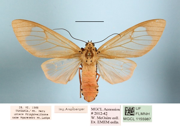 /filer/webapps/moths/media/images/C/carneola_Amerila_A_MGCLa_01.jpg