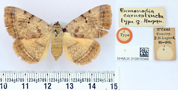 /filer/webapps/moths/media/images/C/carneotincta_Enmonodia_HT_BMNH.jpg