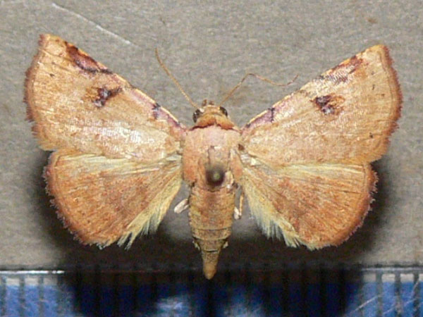 /filer/webapps/moths/media/images/C/carneotincta_Eublemma_A_Goff.jpg