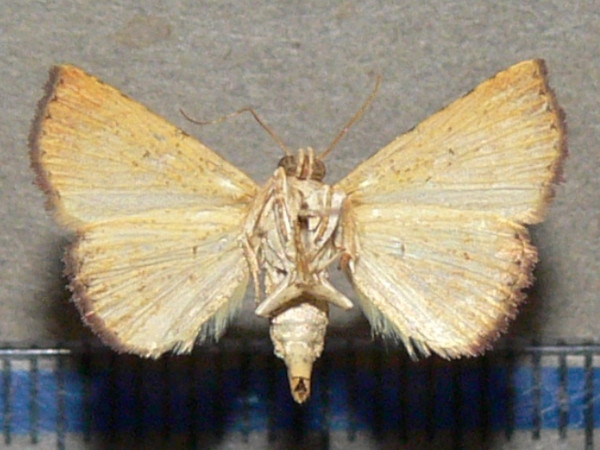/filer/webapps/moths/media/images/C/carneotincta_Eublemma_A_Goffb_01.jpg