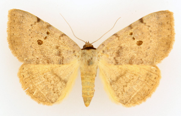 /filer/webapps/moths/media/images/C/carneotincta_Hypopyra_AF_TMSA_01.jpg