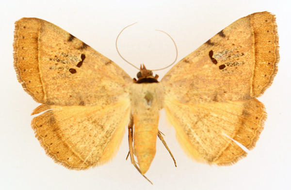 /filer/webapps/moths/media/images/C/carneotincta_Hypopyra_AF_TMSA_02.jpg