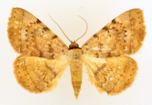 /filer/webapps/moths/media/images/C/carneotincta_Hypopyra_AM_TMSA_01.jpg