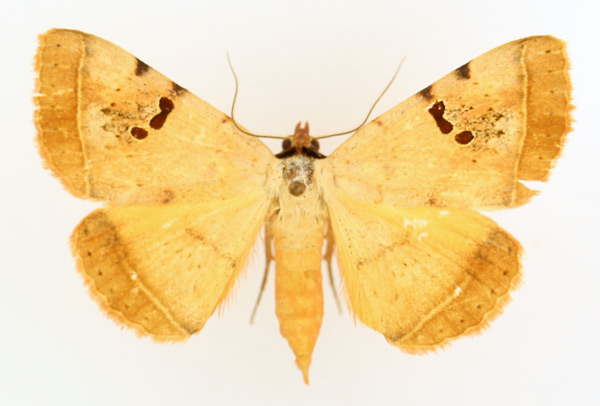 /filer/webapps/moths/media/images/C/carneotincta_Hypopyra_AM_TMSA_02.jpg